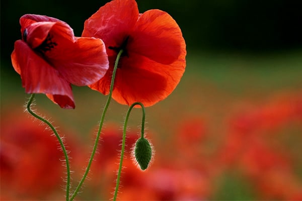 پرورش گل شقایق در گلدان